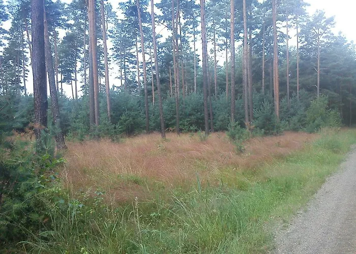 3 Birken Daire Briesen (Mark)